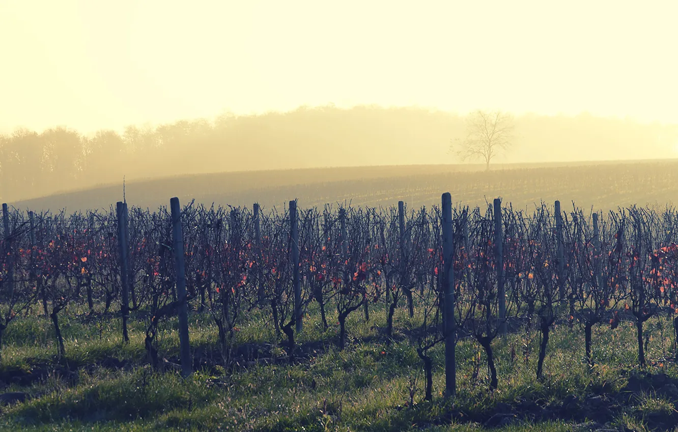 Photo wallpaper wine, morning, fog, sunrise, dawn, vineyard