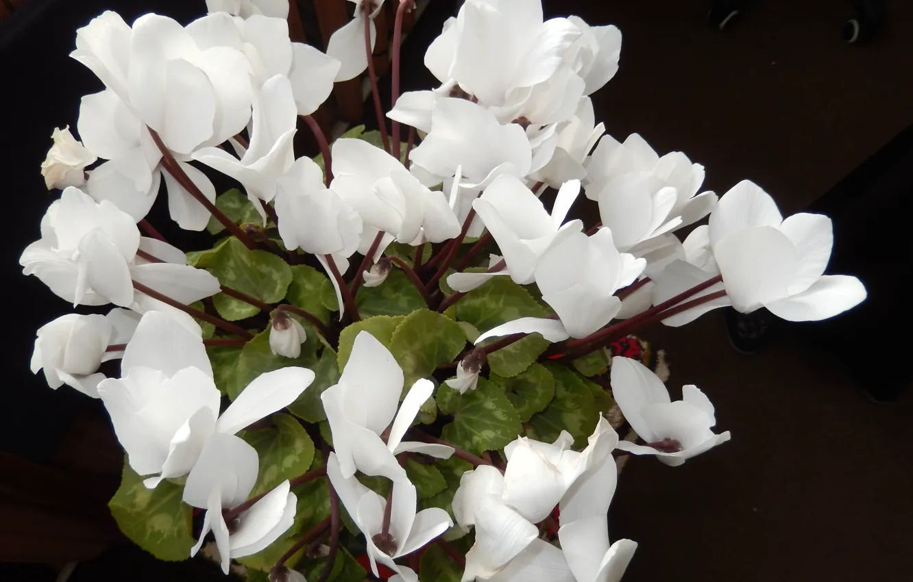 Photo wallpaper white, white, cyclamen, Alpine violet, luxury bouquet, Cyclamen