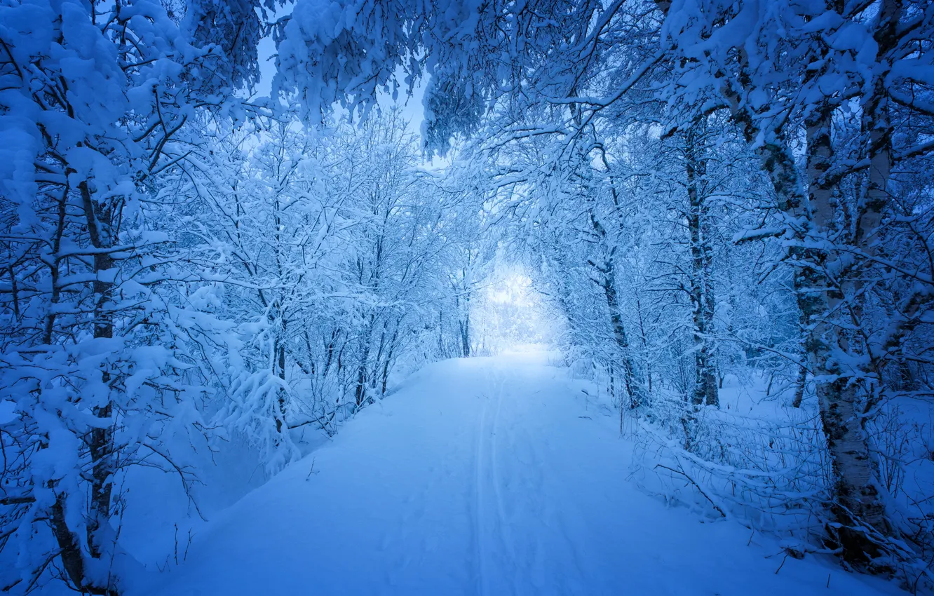 Photo wallpaper winter, road, forest, snow, trees, landscape, nature, drift