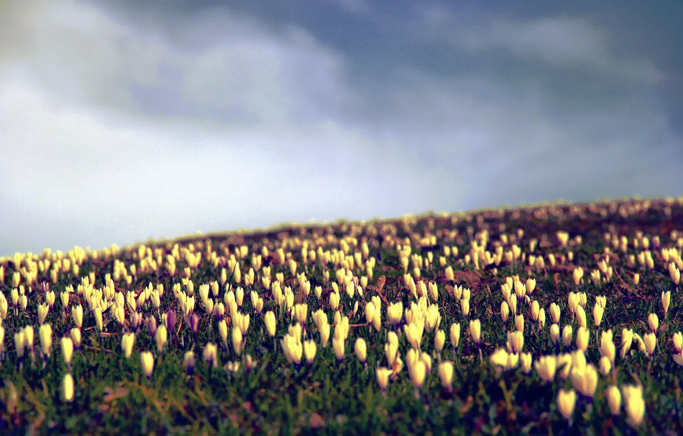 Photo wallpaper flowers, yellow, petals, crocuses, a lot