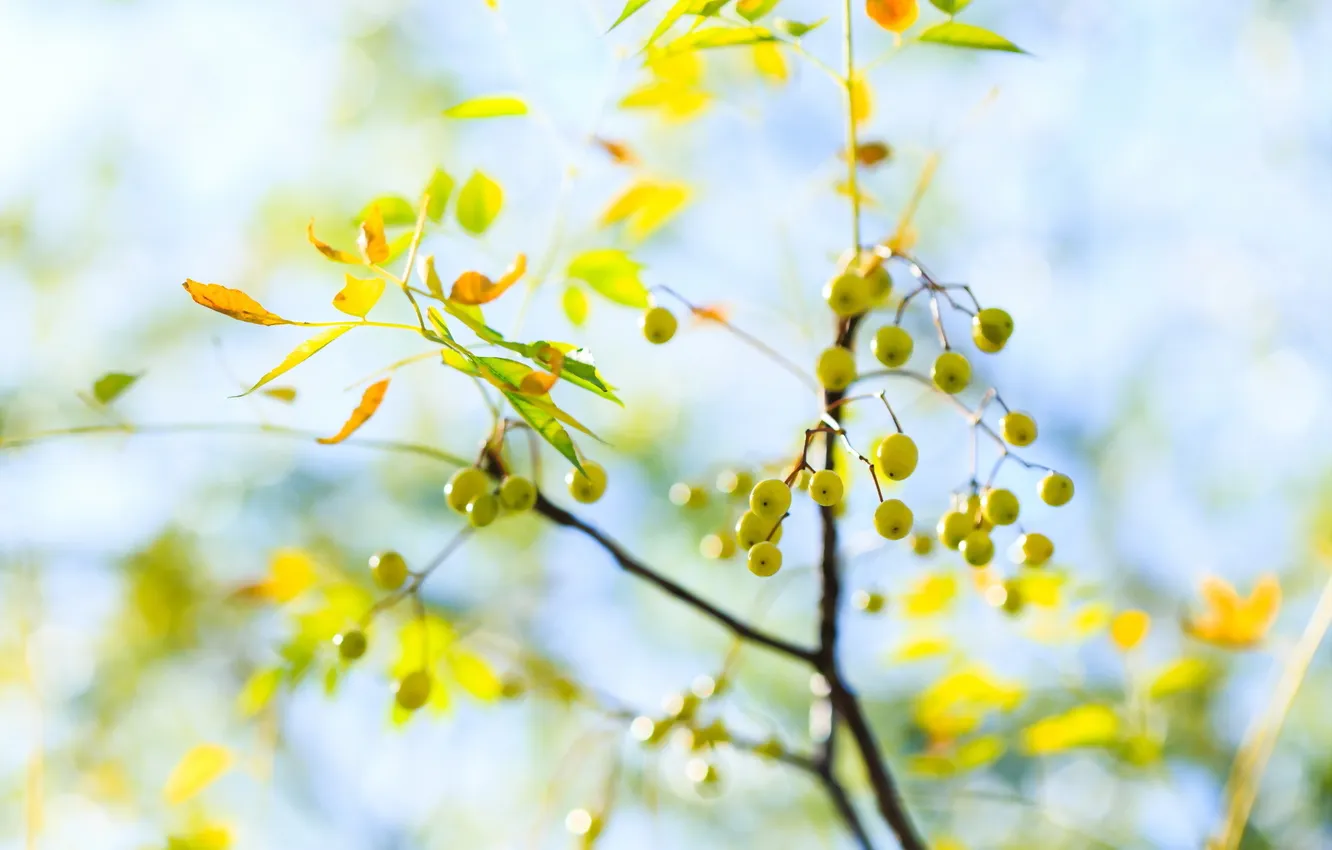 Photo wallpaper autumn, leaves, nature