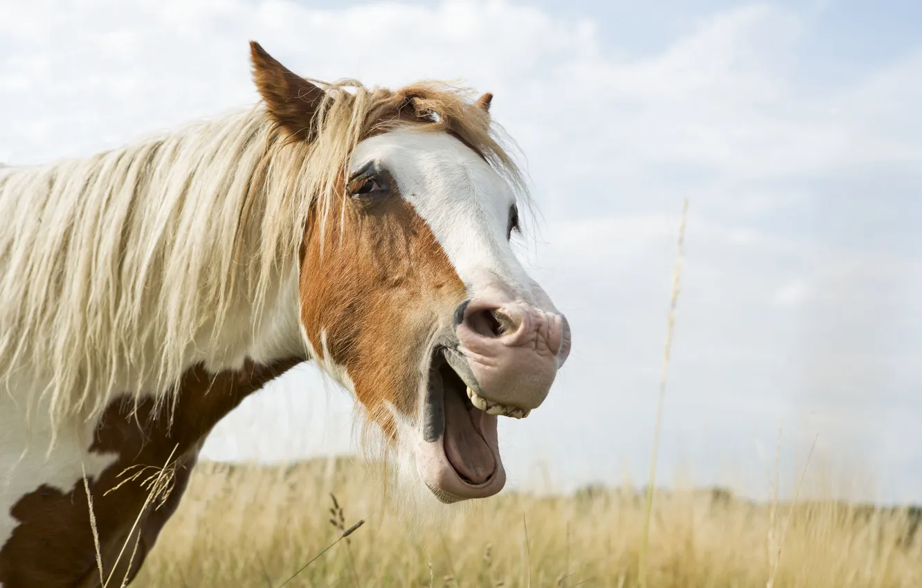 Photo wallpaper face, joy, horse, horse, mane, grimace