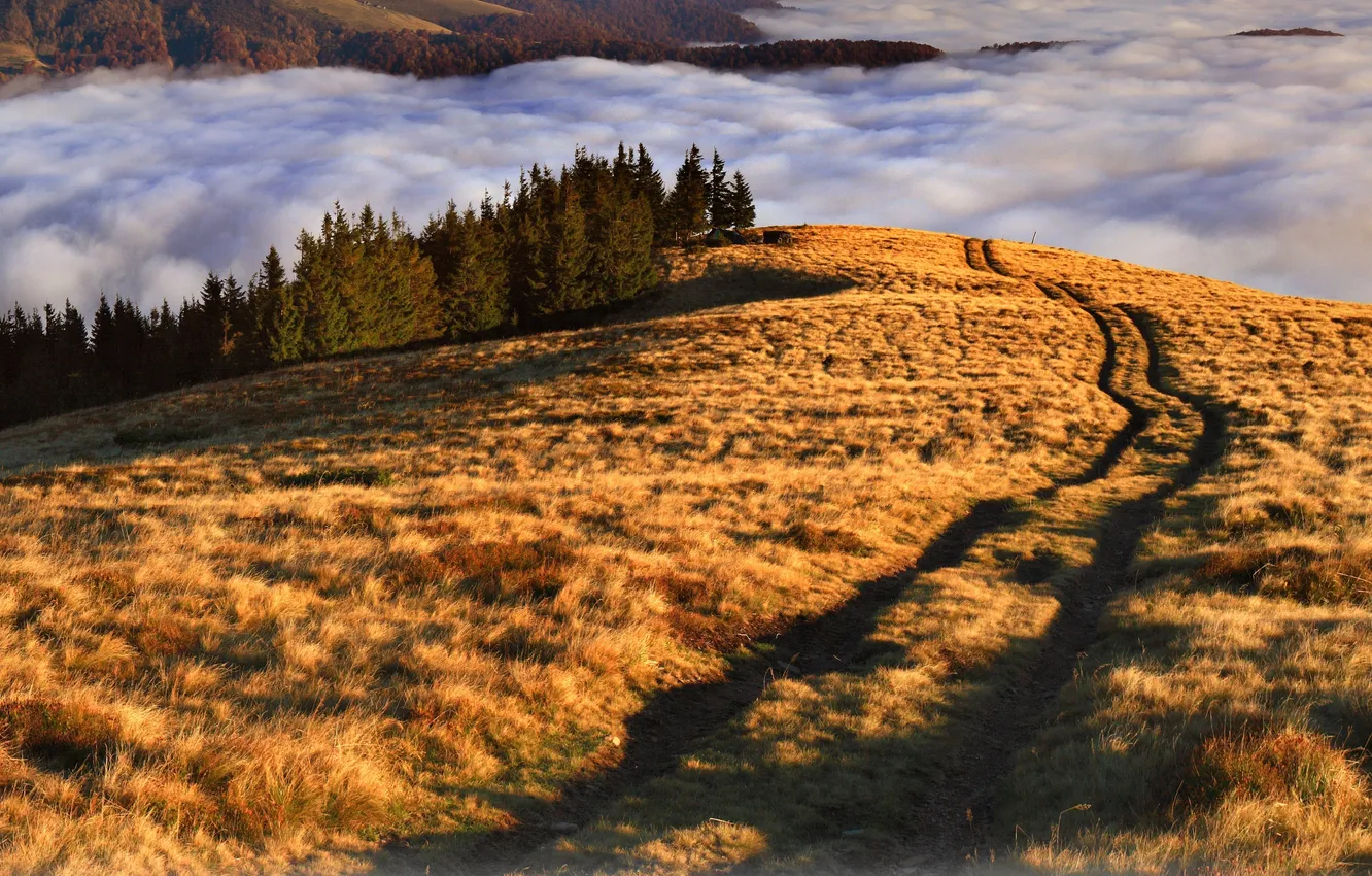 Photo wallpaper fog, tree, path, hills