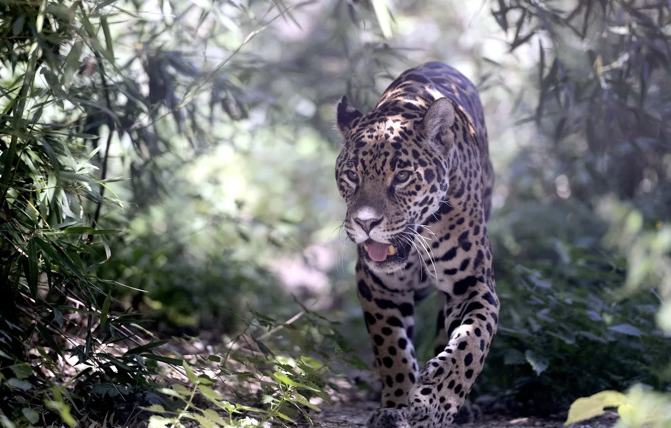 Photo wallpaper predator, spot, Jaguar, is
