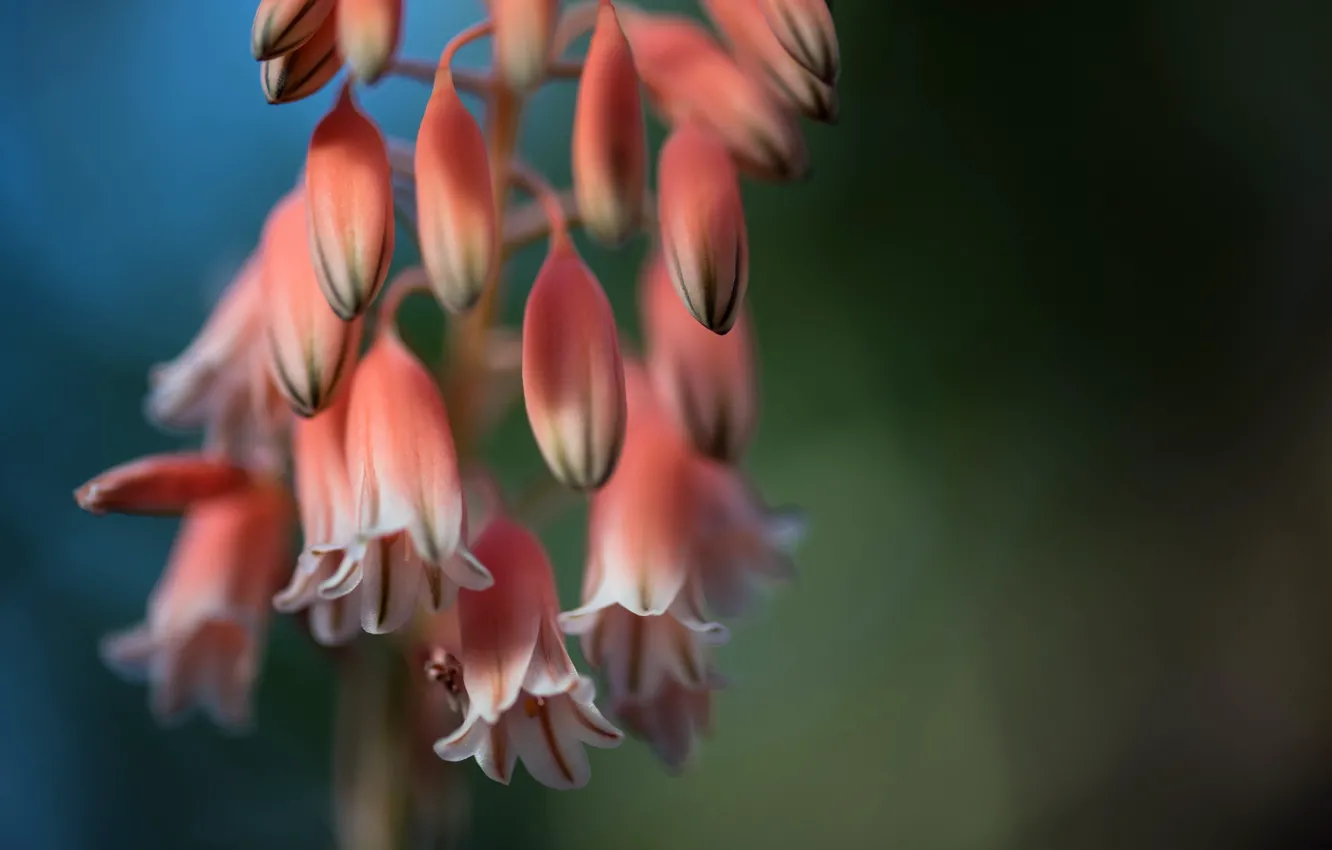 Photo wallpaper nature, background, Beautiful strangers