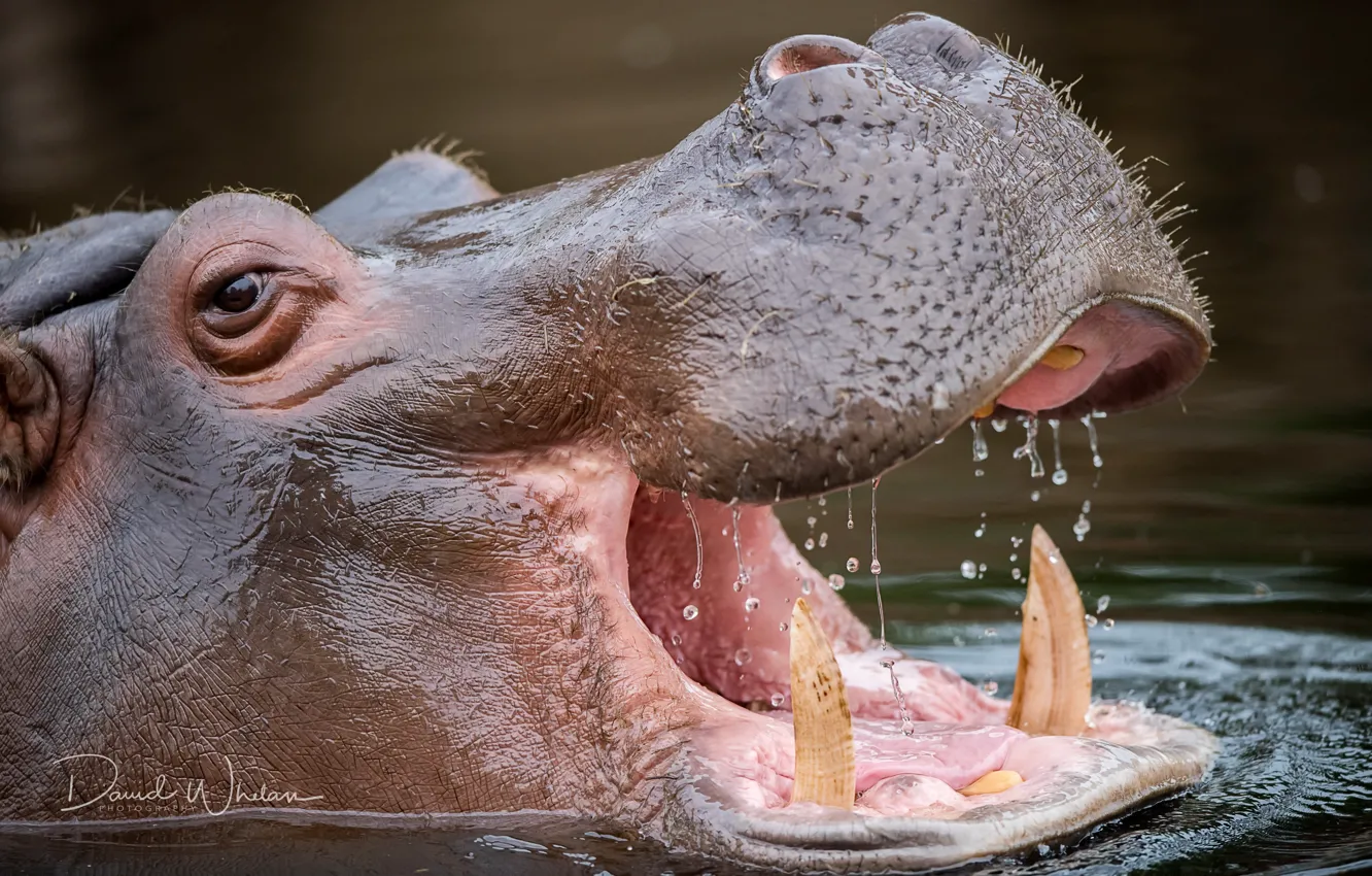 Photo wallpaper water, nature, Hippo