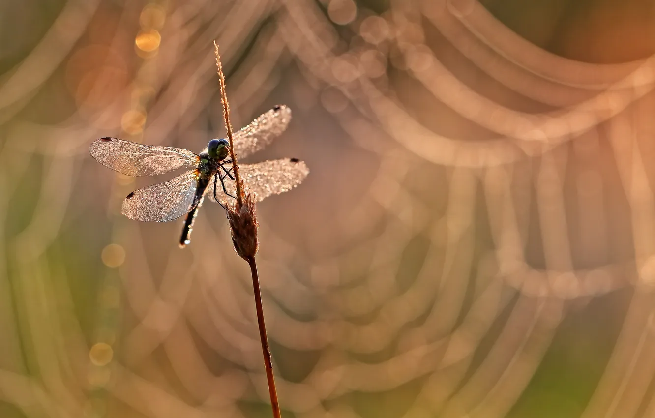 Photo wallpaper wings, dragonfly, insect