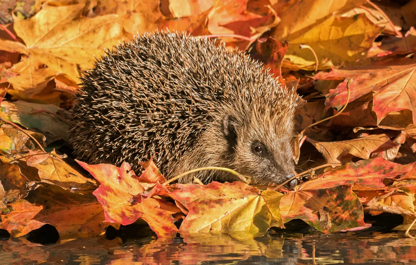 Photo wallpaper autumn, light, foliage, face, hedgehog