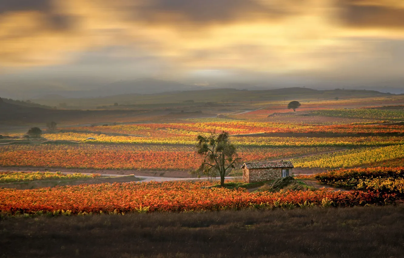 Photo wallpaper autumn, house, morning, Spain, the vineyards, Rioja