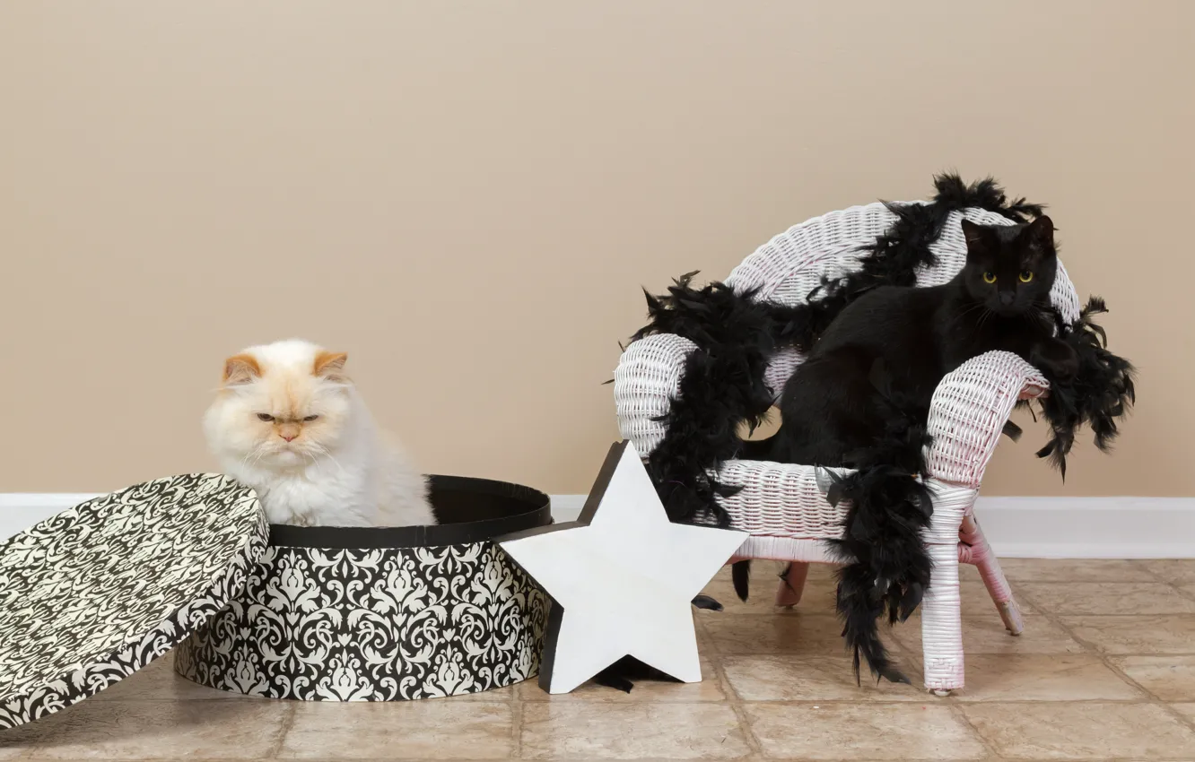 Photo wallpaper cat, white, cat, wall, box, star, chair, scarf
