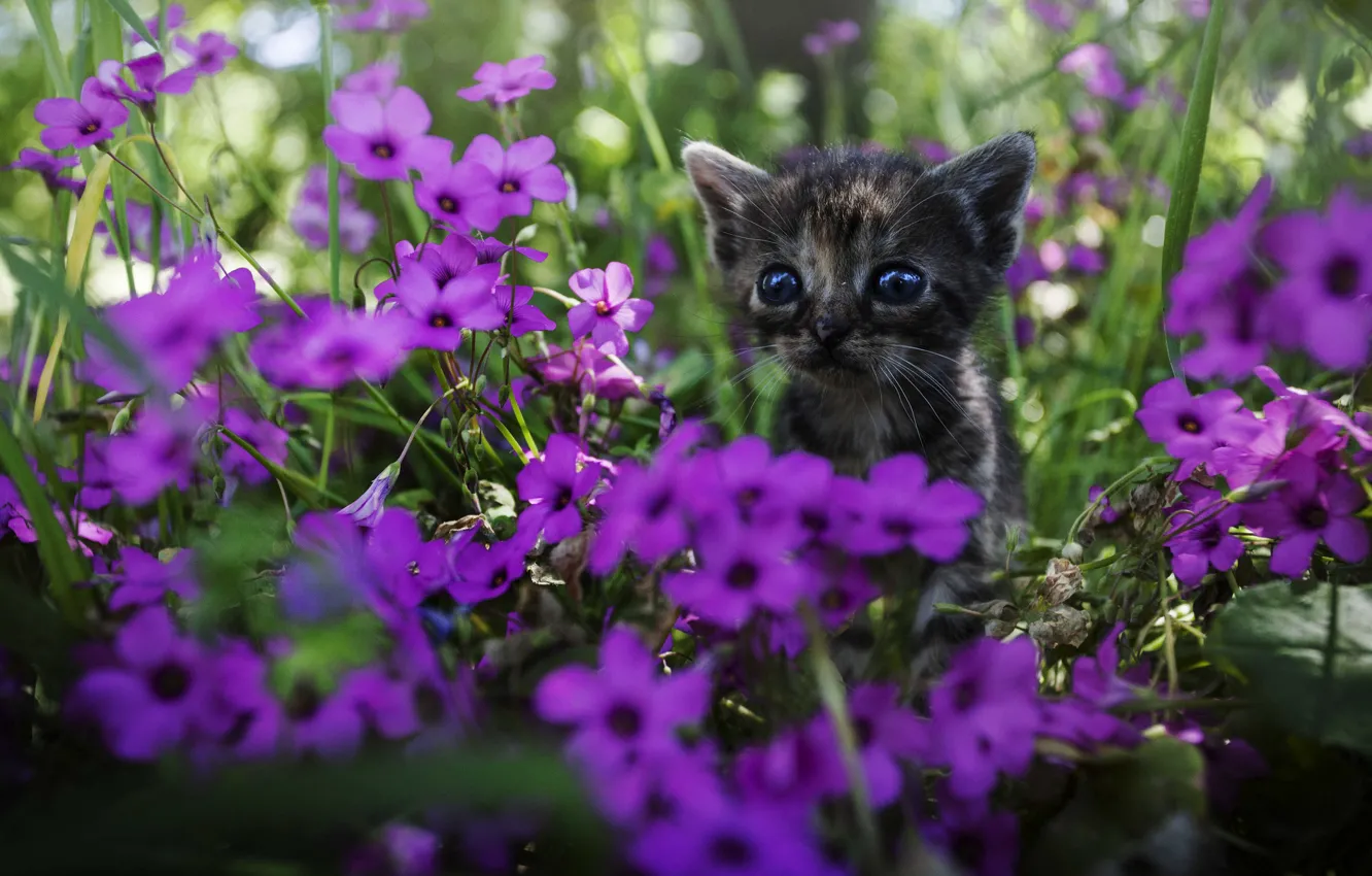 Photo wallpaper look, flowers, kitty, face