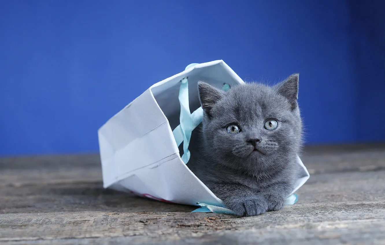 Photo wallpaper background, package, handbag, kitty, British