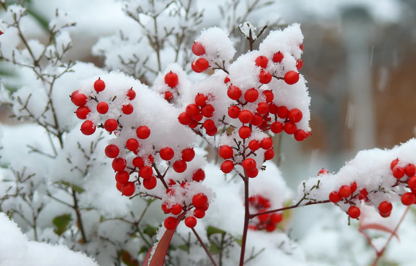 Photo wallpaper snow, branches, berries, the bushes