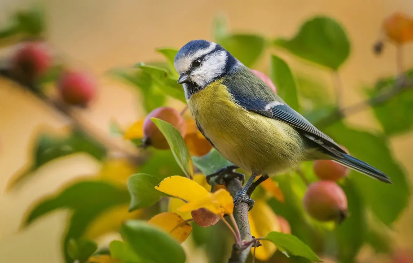 Photo wallpaper leaves, bird, branch, tit, apples, blue tit, blurred