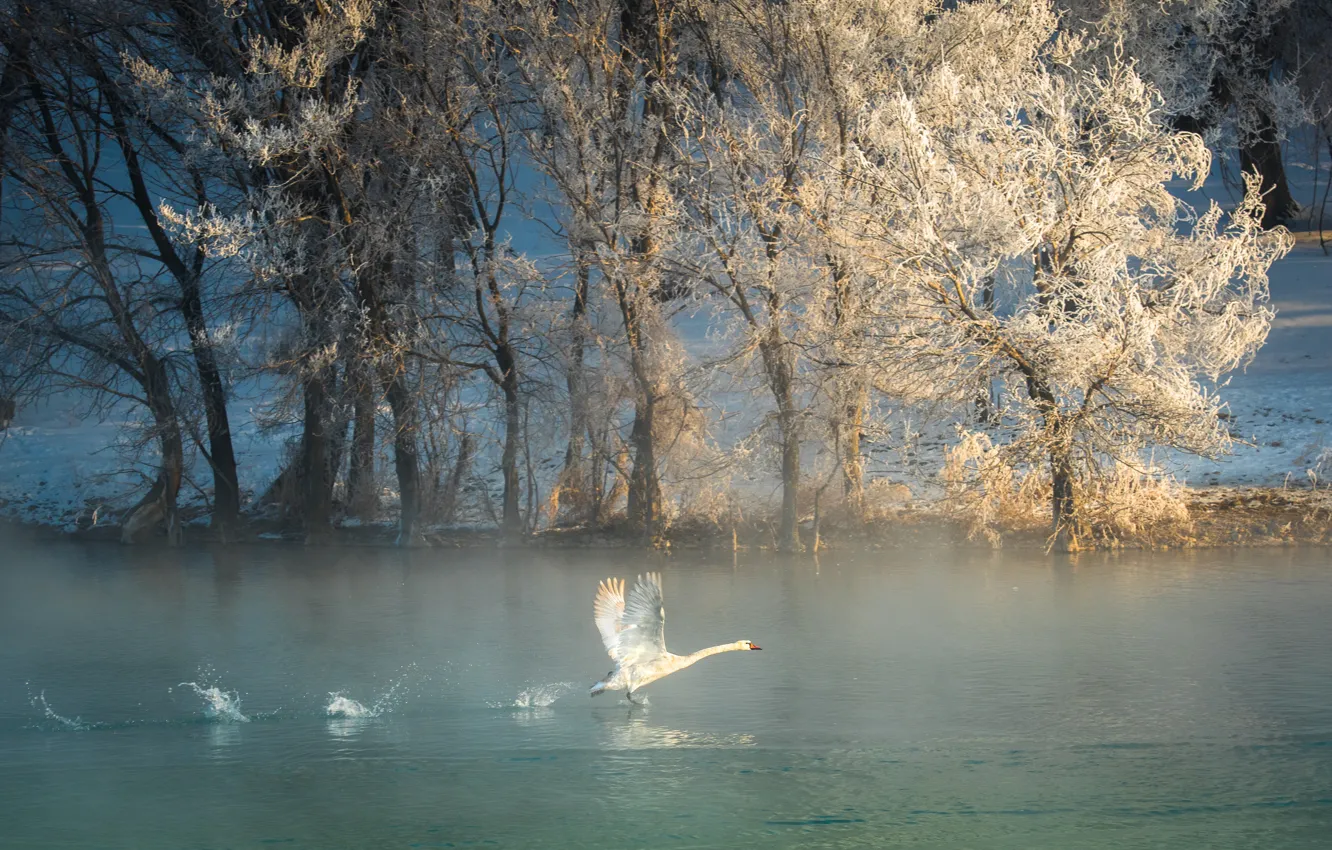 Photo wallpaper winter, frost, trees, river, bird, swans
