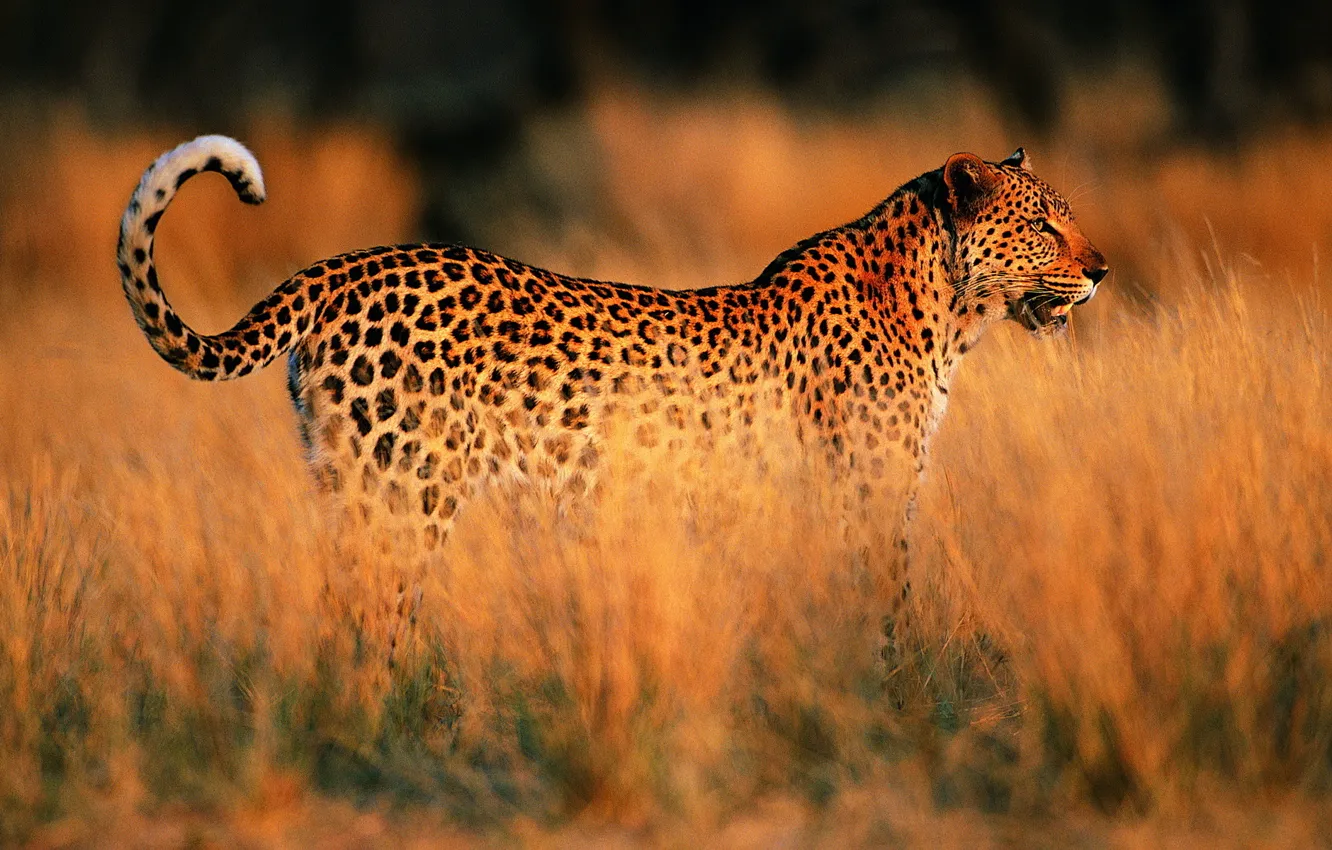 Photo wallpaper sunset, Leopard, Savannah, Africa