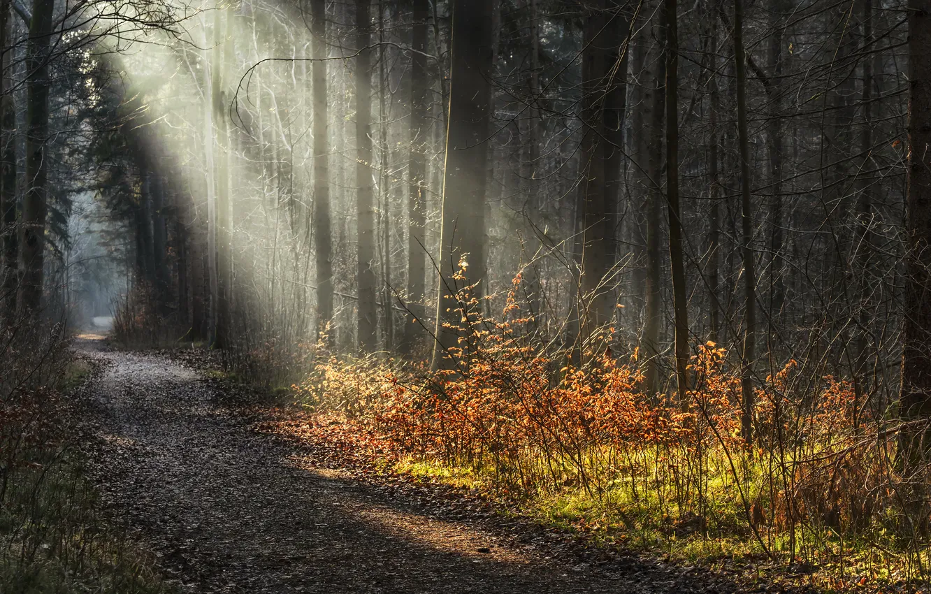 Photo wallpaper road, forest, light