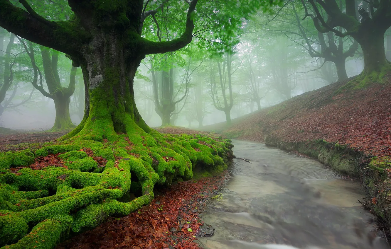 Photo wallpaper forest, river, landscape, nature, Mist, fall, moss, long exposure