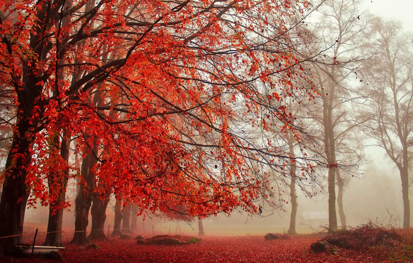 Photo wallpaper autumn, nature, fog