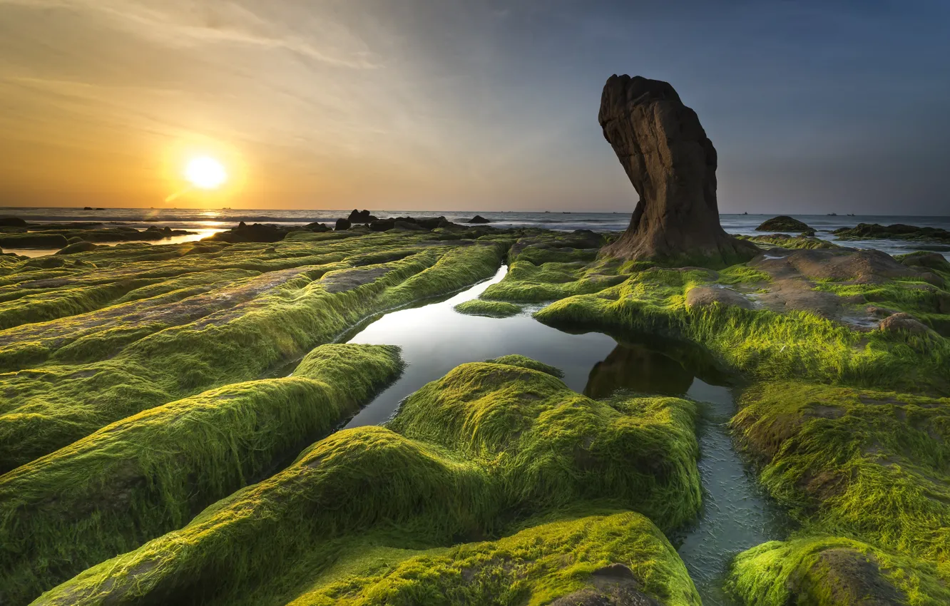 Photo wallpaper sea, greens, the sky, the sun, algae, landscape, sunset, nature