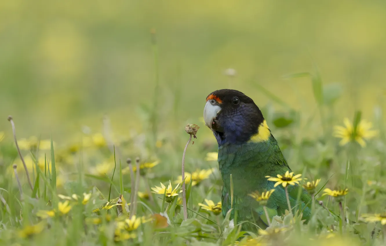 Photo wallpaper flowers, meadow, parrot