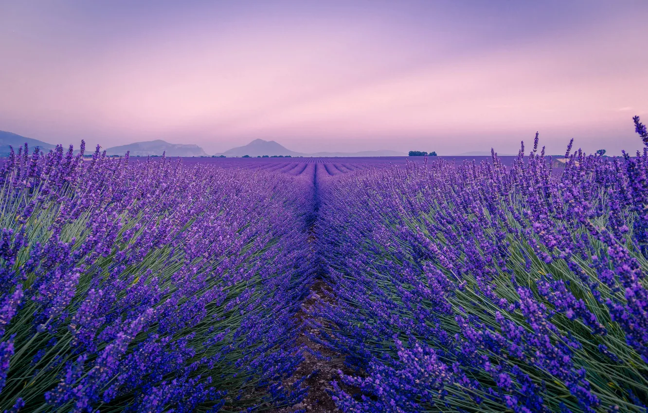 Photo wallpaper field, landscape, flowers, nature, France, lavender