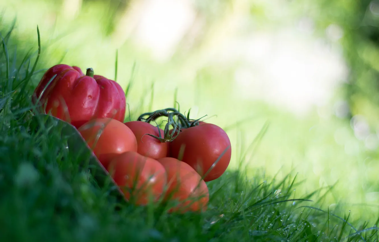 Photo wallpaper grass, nature, pepper, vegetables, tomato