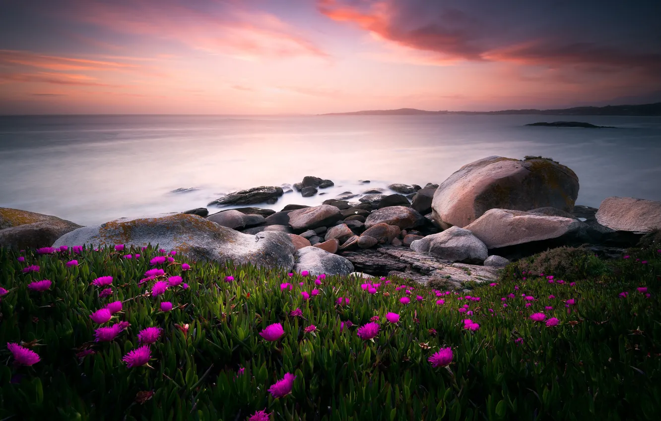Photo wallpaper sea, flowers, nature, stones, the ocean, the evening, morning