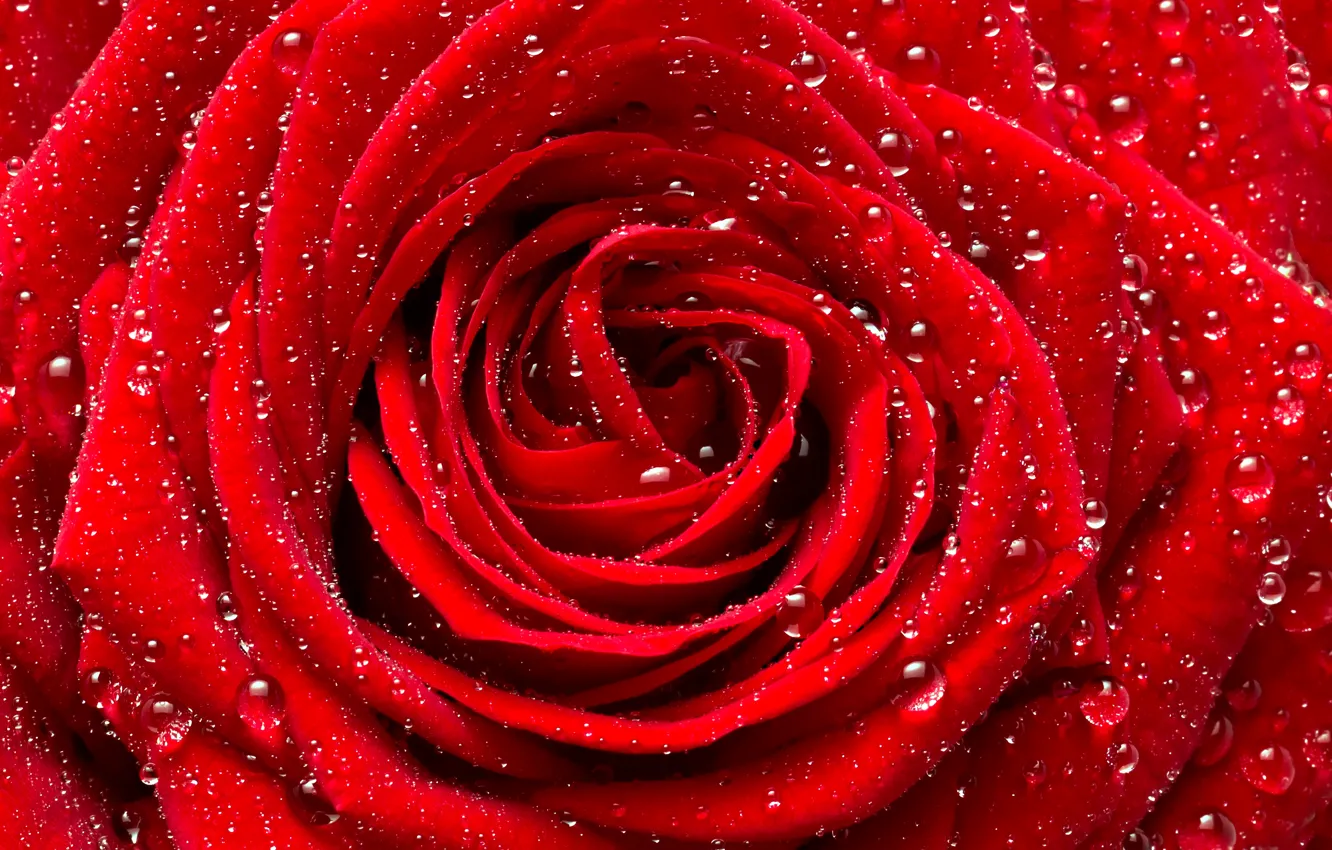 Photo wallpaper flower, drops, macro, rose, Bud, red