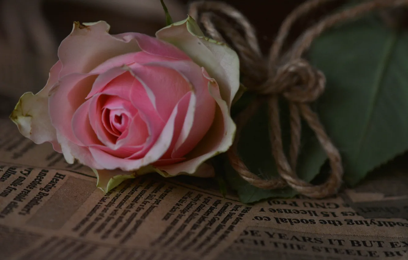 Photo wallpaper roses, newspaper, pink, buds, twine
