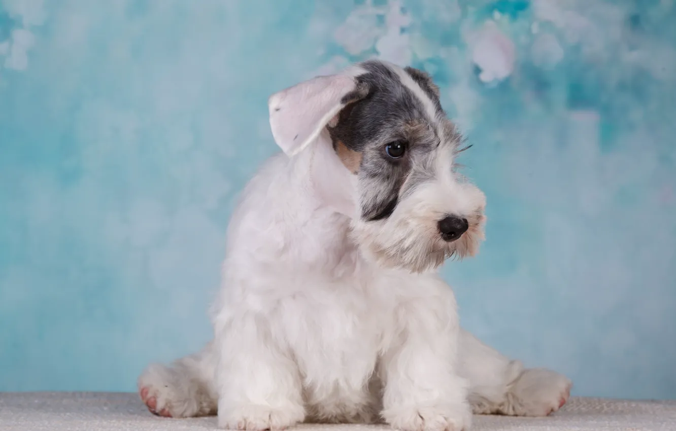 Photo wallpaper white, dog, puppy, blue background