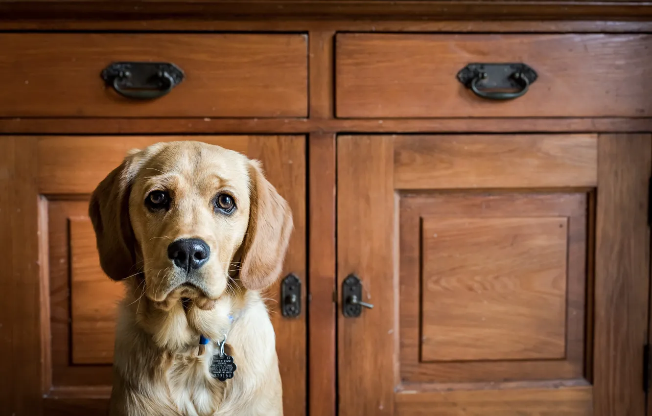 Photo wallpaper look, home, dog