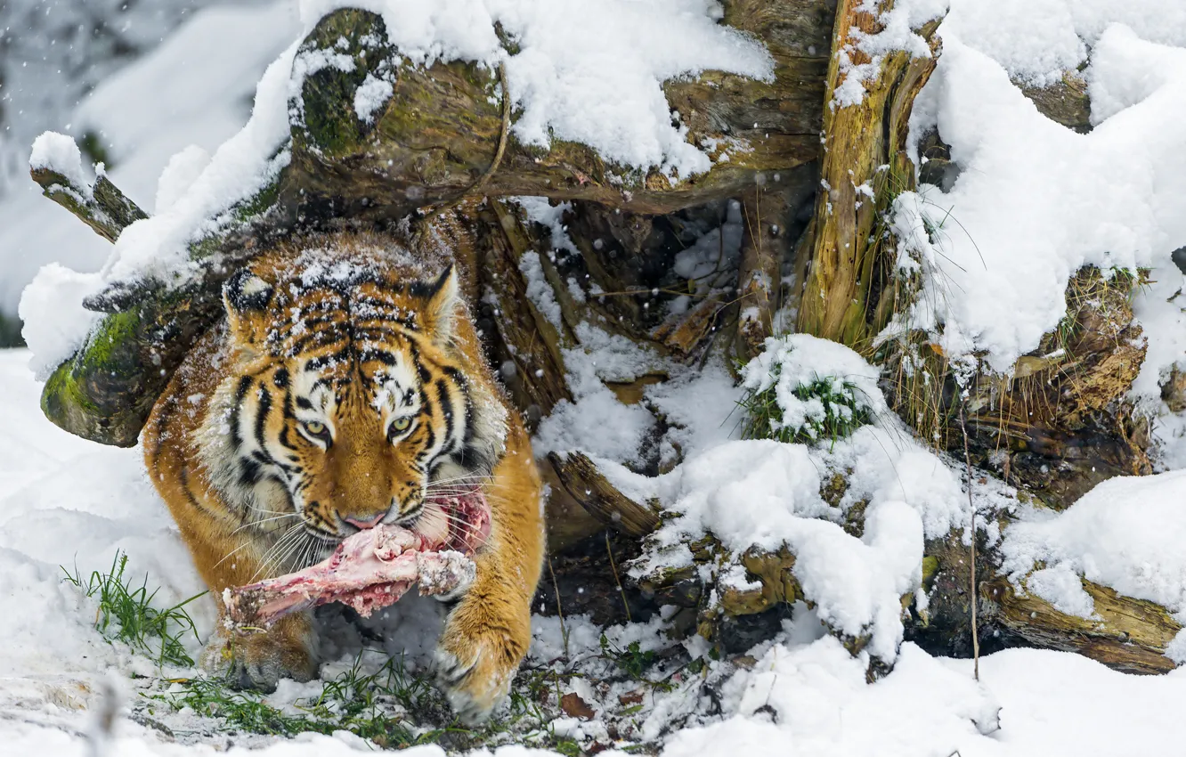 Photo wallpaper winter, snow, predator, bone, big cat, the Amur tiger