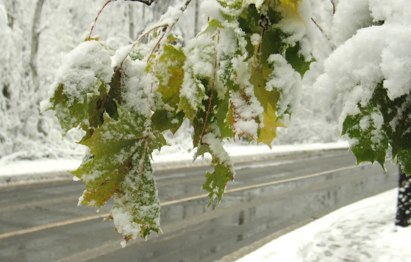 Photo wallpaper road, leaves, snow