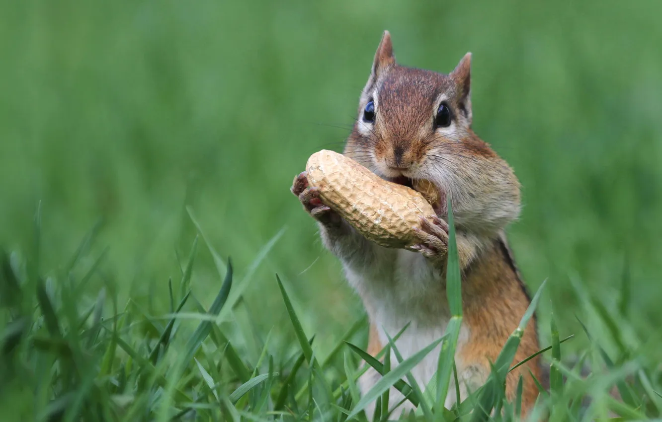 Photo wallpaper Chipmunk, nuts, rodent, peanuts, cheeks