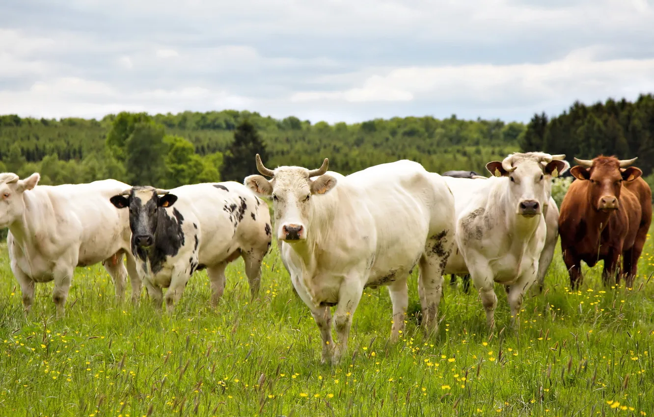 Photo wallpaper field, summer, cows