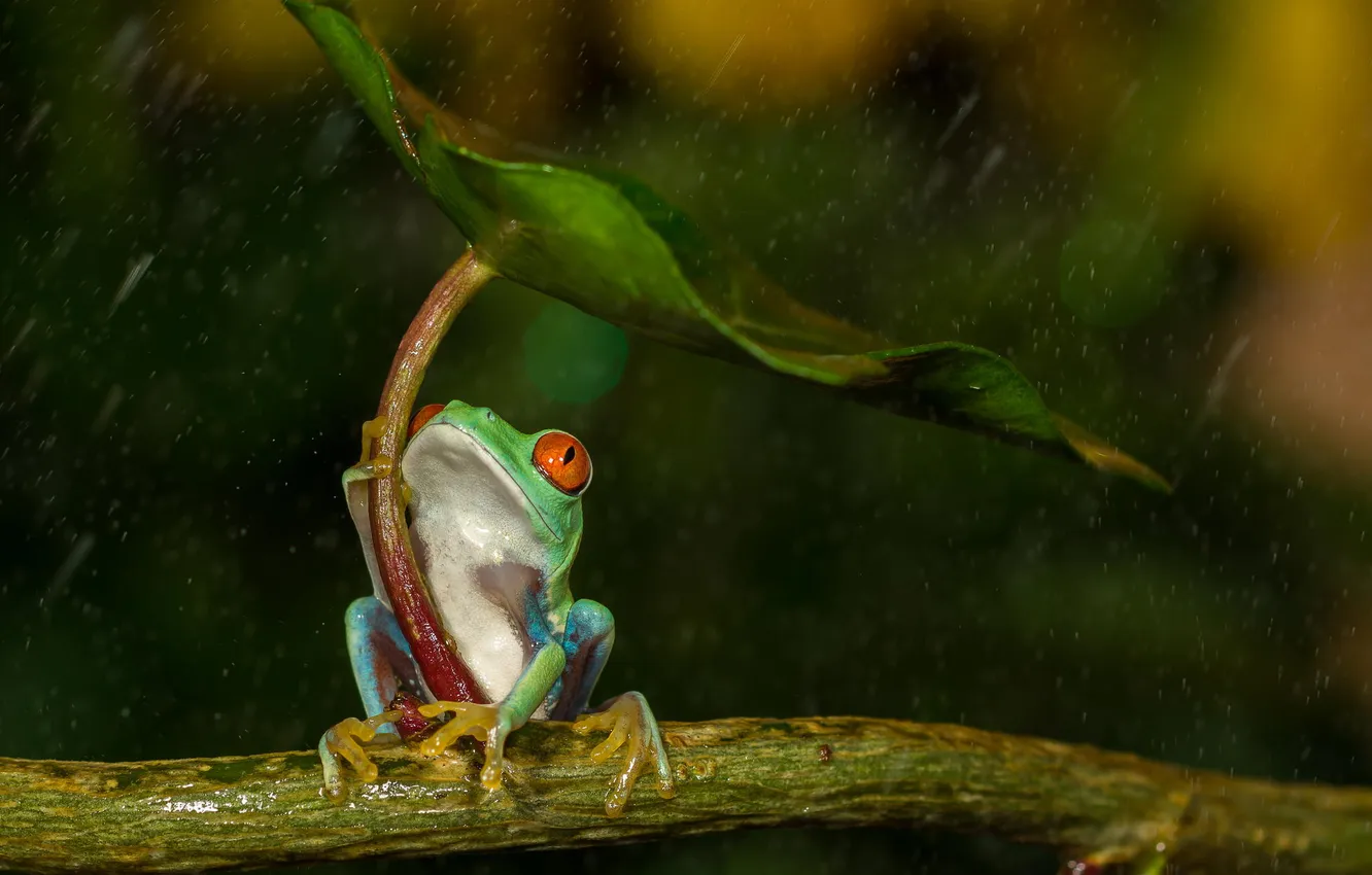 Photo wallpaper leaves, drops, branches, rain, frog, red-eyed tree frog