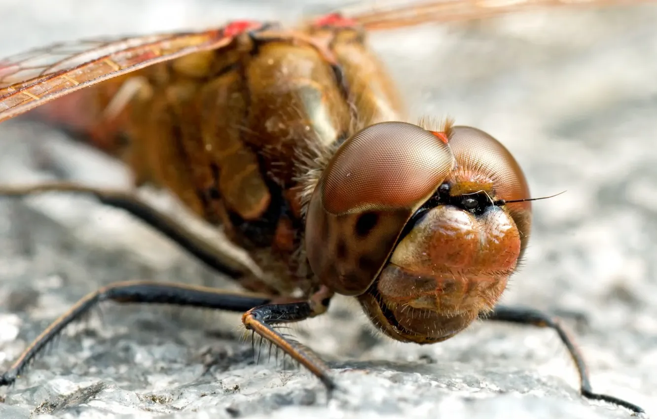 Photo wallpaper eyes, legs, head, dragonfly, insect