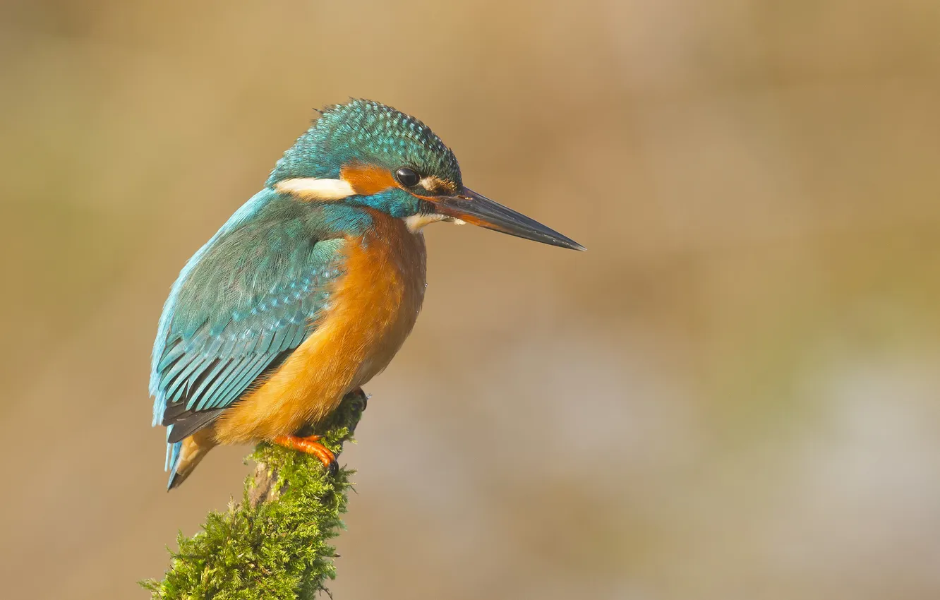 Photo wallpaper branches, bird, moss, Kingfisher