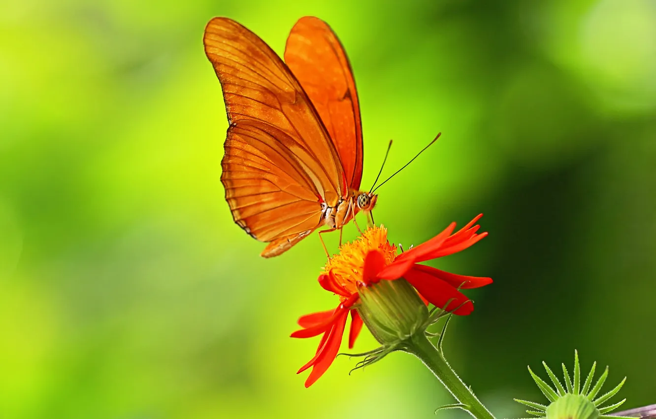 Photo wallpaper flowers, butterfly, plant, wings, petals, insect
