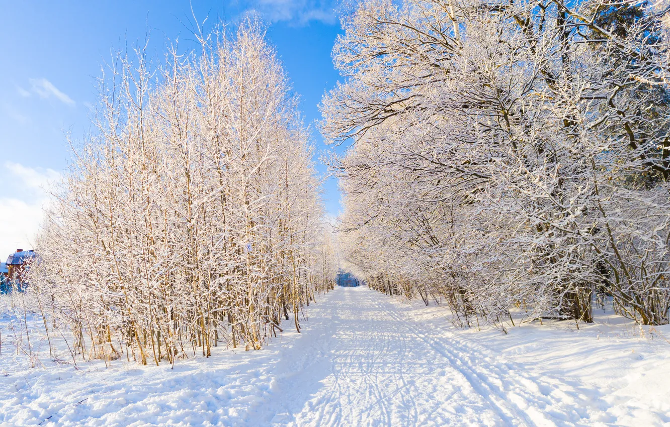 Photo wallpaper the sky, clouds, snow, trees, Russia, Artem
