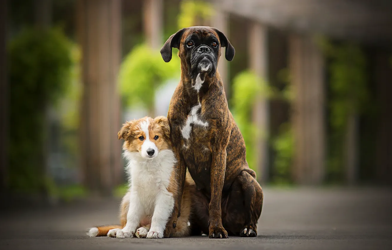 Photo wallpaper bokeh, two dogs, Sunny, Tini