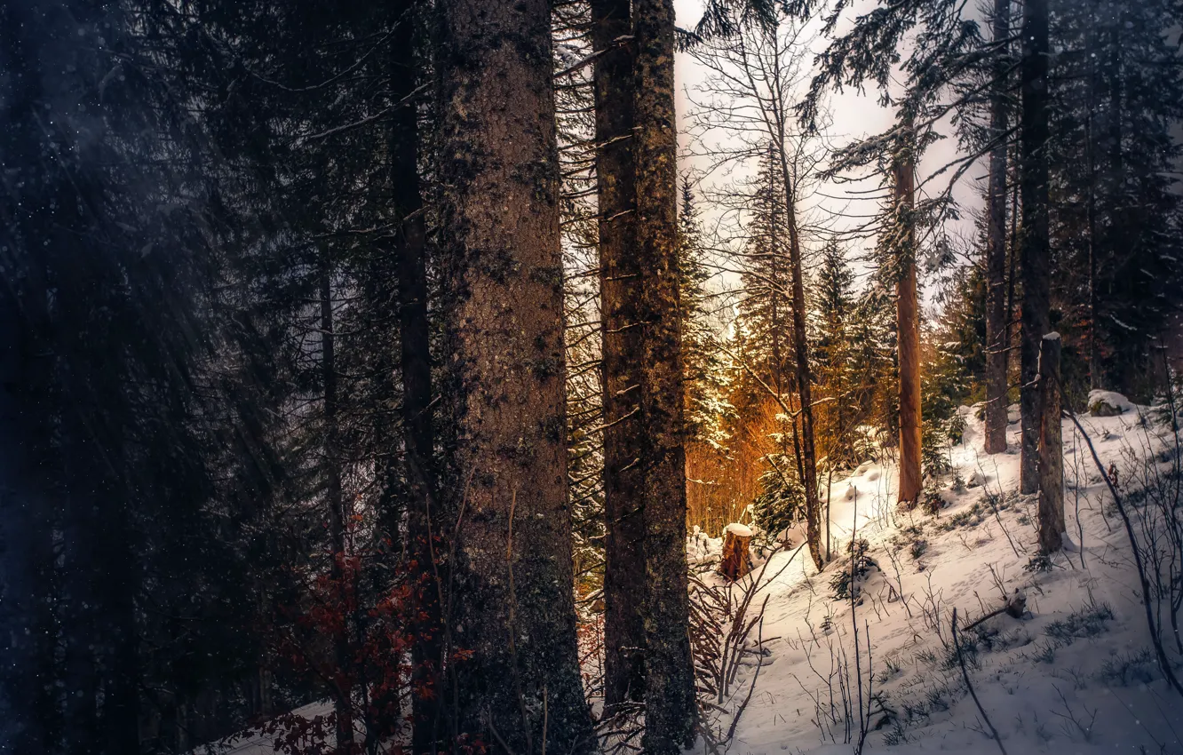 Photo wallpaper snow, tree, stump, treatment, stick, thick forest