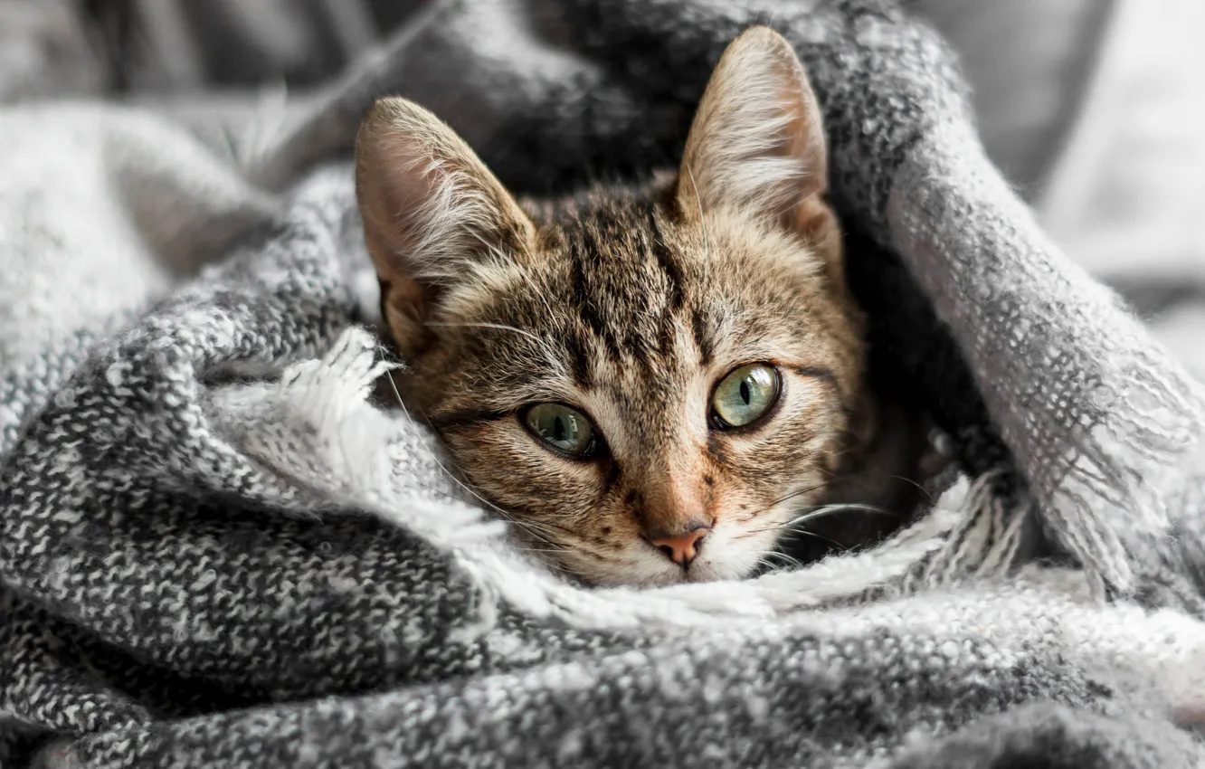 Photo wallpaper cat, cat, look, plaid, face