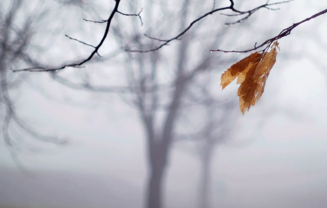 Photo wallpaper autumn, leaves, nature