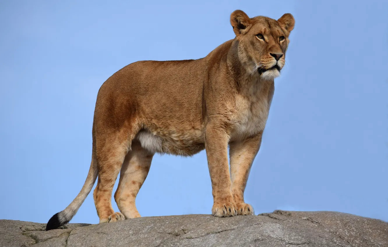 Photo wallpaper cat, predator, lioness