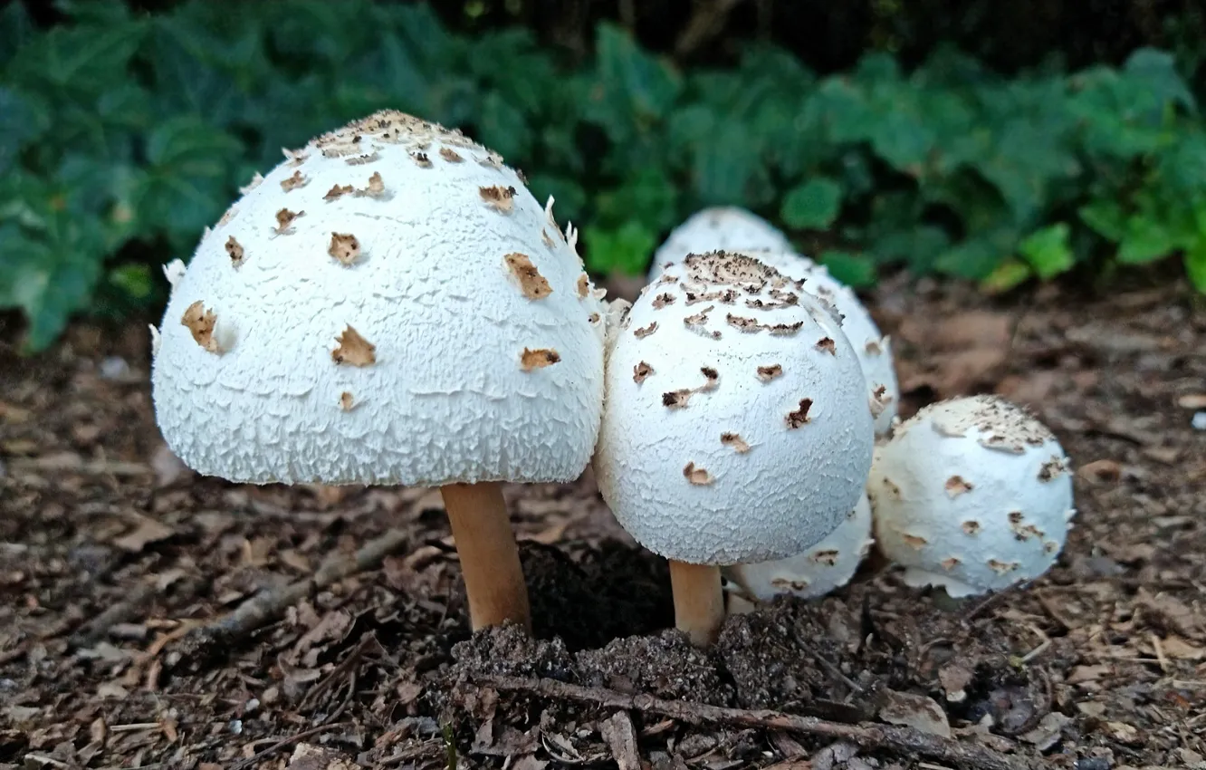 Photo wallpaper mushroom, Fred Fletcher Park, Jim Perry