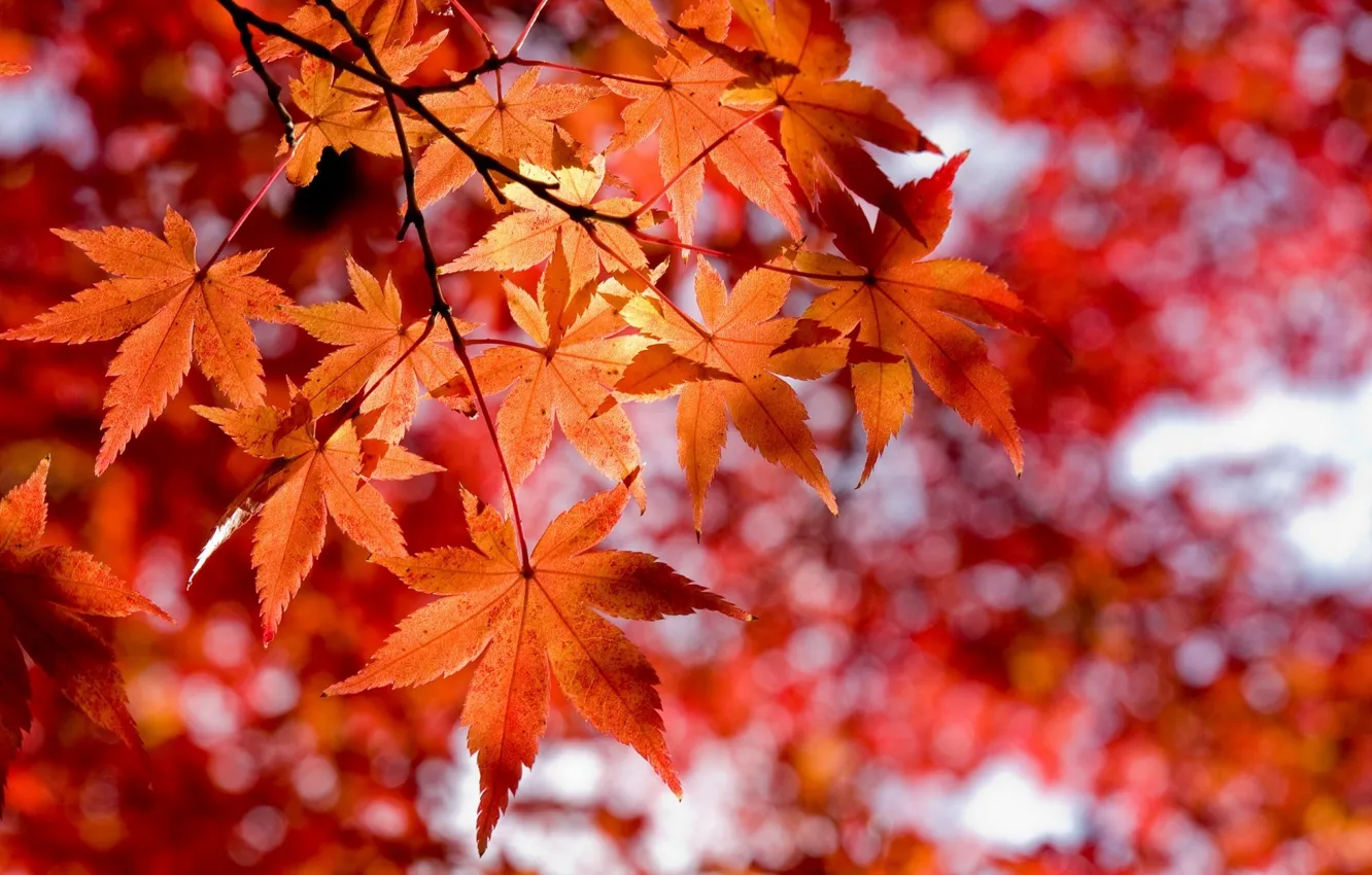 Photo wallpaper autumn, red leaves, the style macro
