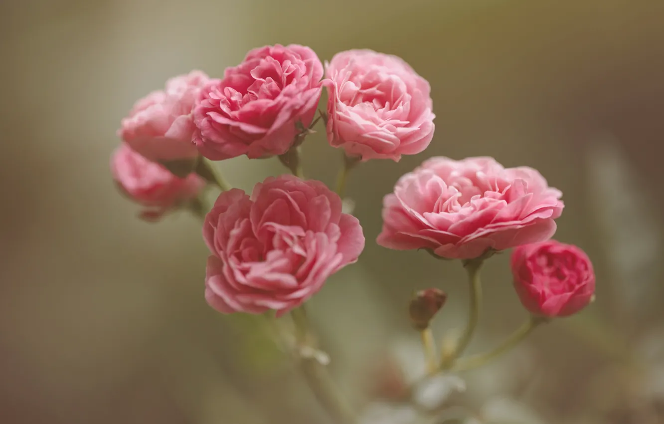 Photo wallpaper roses, Pink, buds