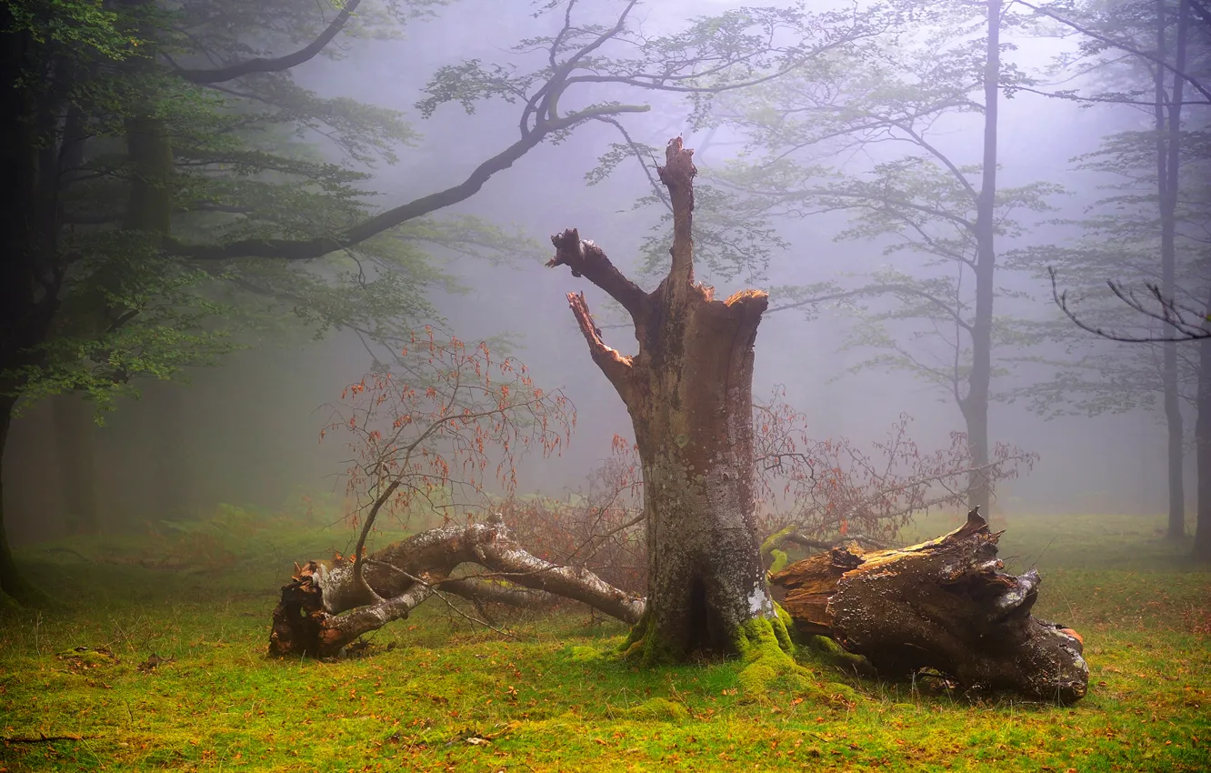 Photo wallpaper forest, summer, nature, fog, UK, haze, August, Oskar Zapirain